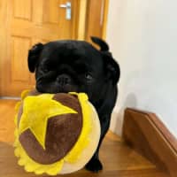 Photo of Peggy   5 Year Old French Bulldog X Pug