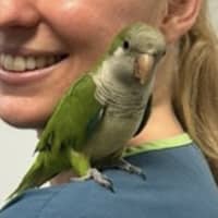 Photo of Quaker Bird