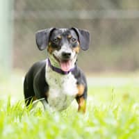 Photo of Tuppence