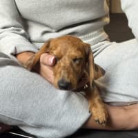 Photo of Poppy Puppy