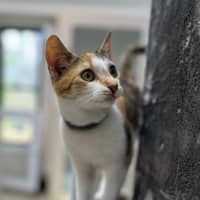 Photo of Miss Patch (9075)