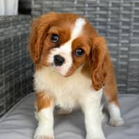Photo of Lucy