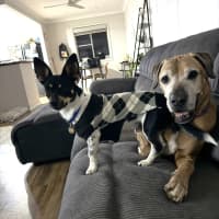 Photo of Spot