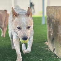 Photo of Jester   3yo Cattle Dog X 