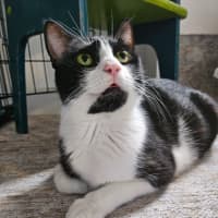 Photo of Gaia   Reduced Adoption Fee