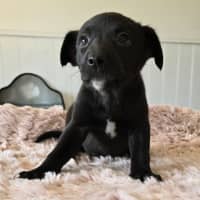 Photo of Camilla The Chicken