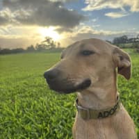 Photo of Mash