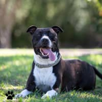 Photo of Tyson