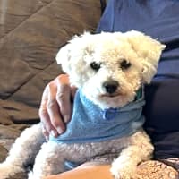 Photo of Marshall   1 Year Old Bichon X Poodle