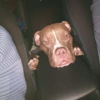 Photo of Maxie   21 Month Old Staffy X Boxer