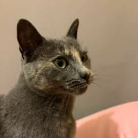 Photo of Luna