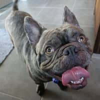 Photo of Douglas   2 Year Old French Bulldog X Pug