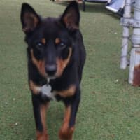 Photo of Koda