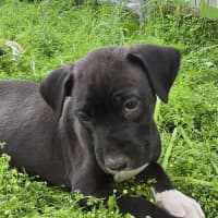 Photo of Binky   7 Week Old Bull Arab X Mastiff 