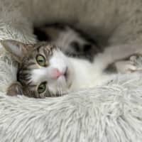 Photo of Sage