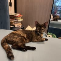 Photo of Shadow