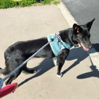 Photo of Bhoot   Assisted Rehome