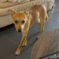 Photo of Archie