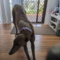 Photo of Romeo, The Greyhound