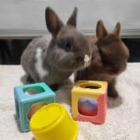 Photo of Thor And Loki The Gods Of Mischief & Thunder