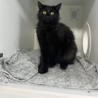 Photo of Black Betty