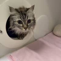 Photo of Lily