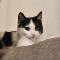 Photo of Sponge   Located In Avondale Heights