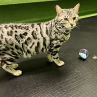 Photo of Zelda