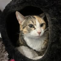 Photo of Tigerlily