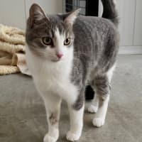 Photo of Sardine And Pilchard