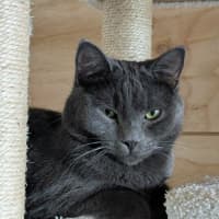 Photo of Arlo *9 Lives Project Rescue*