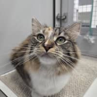 Photo of Polly (Bonded To Cassie)