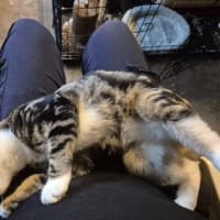 Photo of Lumey   Located In Templestowe