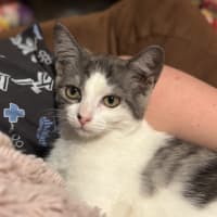 Photo of 🩶Ranger And Reito🧡