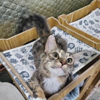 Photo of Fluffy
