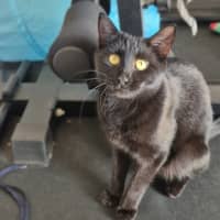 Photo of Liesa The Cat