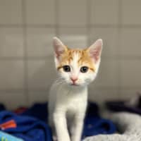 Photo of Apricot