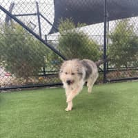 Photo of Scrappy Imp 1855