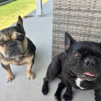 Photo of Effy & Finn  🌷🦴  Assisted Rehome