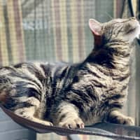 Photo of Dexter 