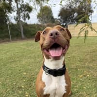 Photo of Honey
