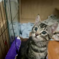 Photo of Pegi (Aka Tent Peg)