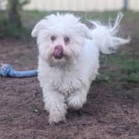 Photo of Gizmo
