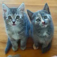 Photo of Buttons   Lcated In Somerville