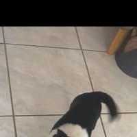 Photo of Opal And Smudge