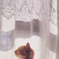 Photo of Tigerlily 🏵️