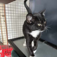 Photo of Jack   Now At Pet Quarters Thornton
