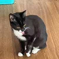 Photo of Geraldine   4 Month Old Domestic Short Hair