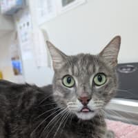 Photo of Cream Cheese