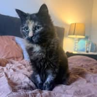 Photo of Torracat